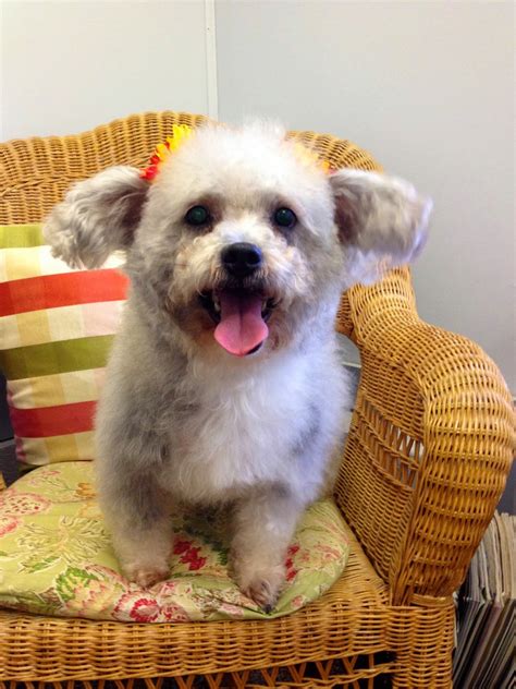 The Healthy Dog: Bichon Terrier mix breed grooming