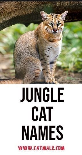 Unleash The Wild 50 Exotic Jungle Cat Names That Ll Roar With