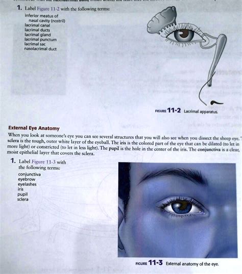 SOLVED: Label Figure 11-2 with the following terms: inferior meatus of nasal cavity (nostril ...