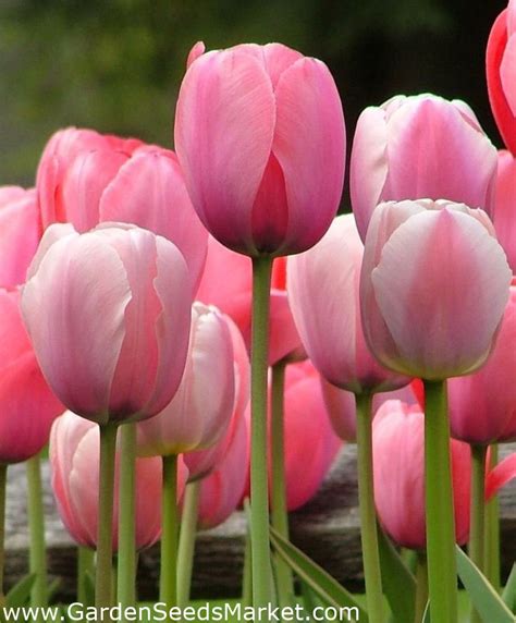 N T Ng M U H Ng Hoa Tulip N T Ng M U H Ng Hoa Tulip C Gi Ng