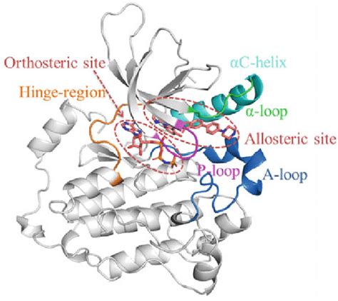 Allosteric Binding Site Of The Egfr Tyrosine Kinase Reprinted