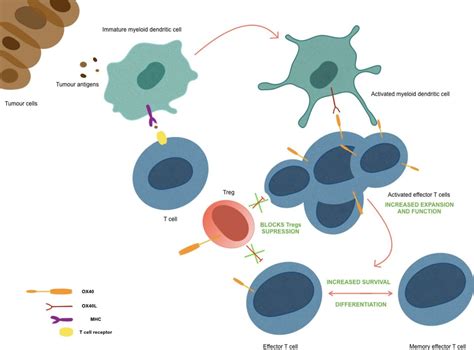 New Pathways In Immune Stimulation Targeting Ox40 Esmo Open