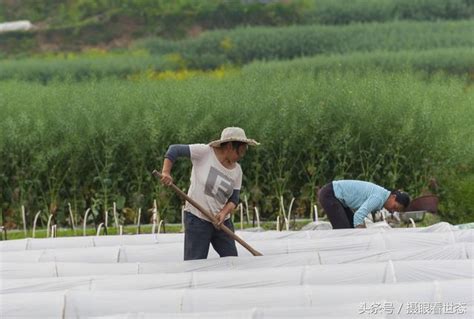 春种一粒粟，秋收万颗子，年轻人都进城打工了地里活全靠中老年人 每日头条