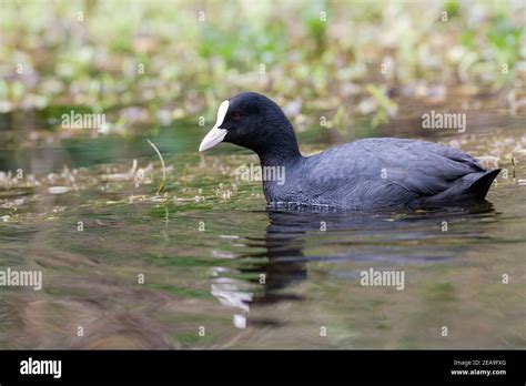 Eurasian Coot Fulica Atra Stock Photo Alamy