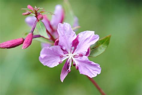 Fire Weed Photograph By Melisa Crook Fine Art America