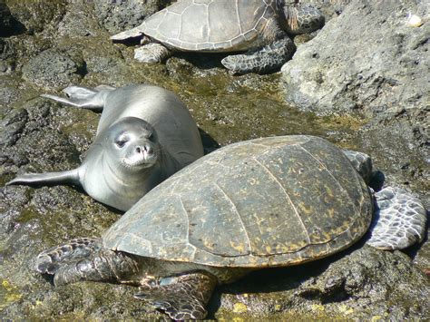 12 Reasons Why Hawaiian Monk Seals Are Adorable