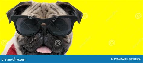 Cool Pug Wearing Sunglasses And Bowtie Panting Stock Photo Image Of