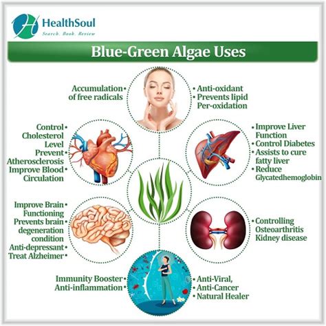 Blue Green algae benefits - Healthsoul