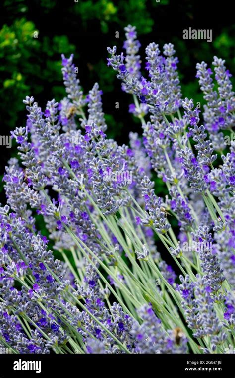 English Lavender Stems Lavandula Angustifolia Imperial Gem Stock Photo