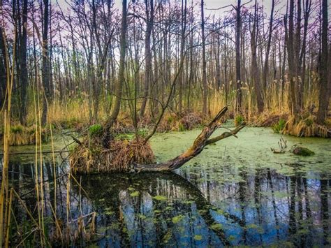 Forest Swamp Scene. Nature Landscape Stock Photo - Image of reflection ...