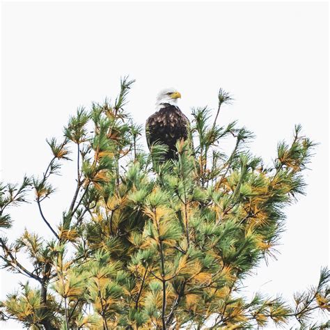 An Eagle Flying in the Sky · Free Stock Photo