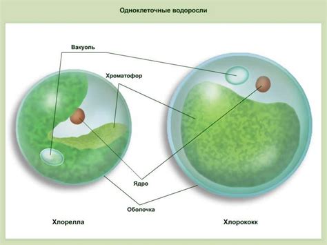 Одноклеточные ядерные организмы - online presentation