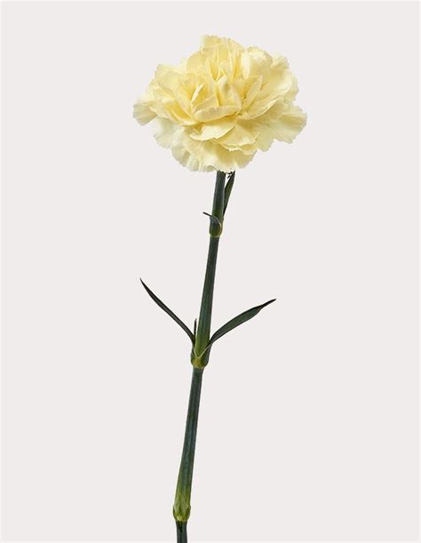 Yellow Carnation - FFED