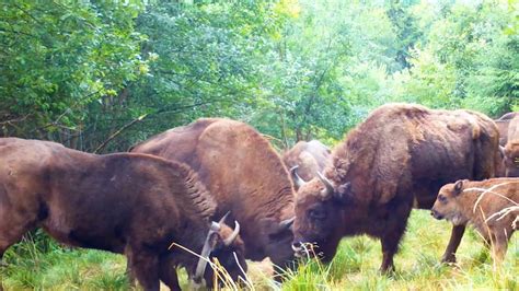 Jahre Nach Ihrer Ausrottung Bisons Grasen Wieder In Den Karpaten