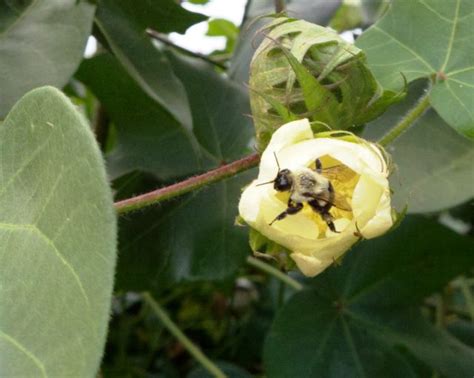 The Bumble Bee One Of Floridas Vital Pollinators Panhandle Outdoors