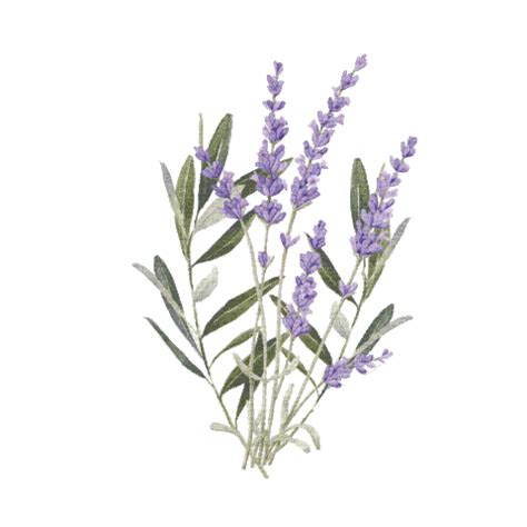 Lavande Lavender Victoriabea Fleur Flower Free Animated