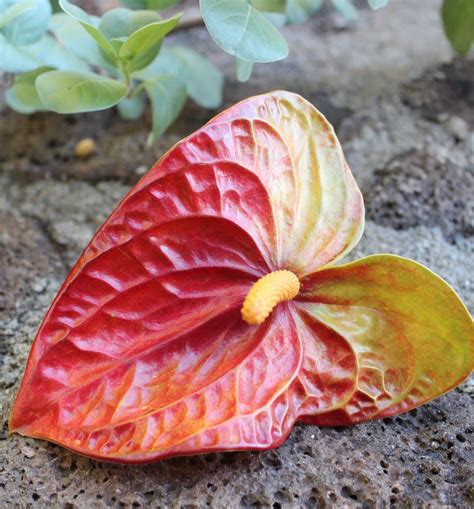 7 Plants With Heart Shaped Leaves Style Preservation