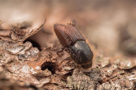 Environnement qu est ce que les scolytes qui ravagent les forêts