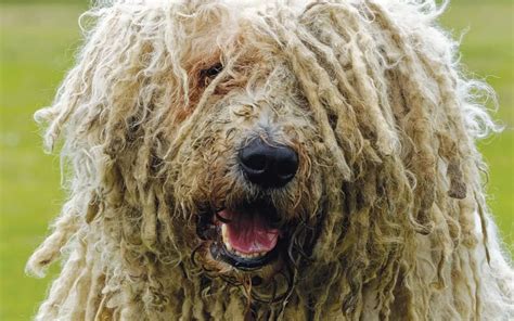 Komondor Malattie Comuni Cosa Sapere Su Questa Razza