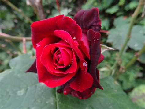 Rosa Roja Gotas De Agua P Talos Brote Flores Fondo De Pantalla Hd