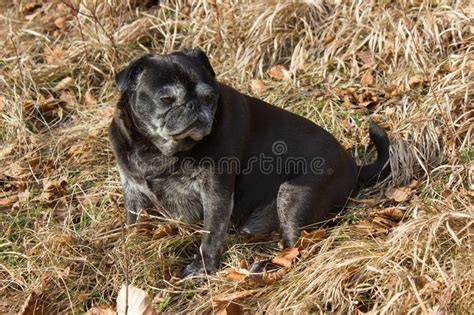 Pug Mops Named Adelheid Doing Winter Sun Relaxing On A Field Stock