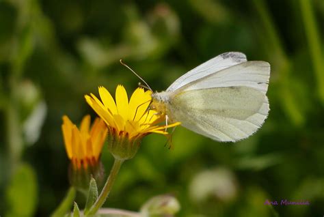 Mariposa De La Col IMG 4824 Pieris Brassicae Insecto La Ma Flickr