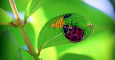 How Do You Know If A Ladybug Is Pregnant Insects Authority