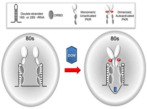 Toxins Free Full Text Direct Activation Of Ribosome Associated