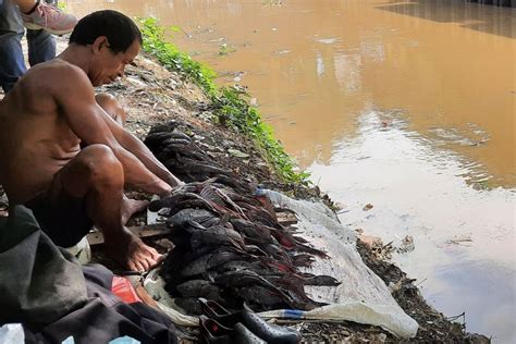 Foto Ribuan Ikan Sapu Sapu Mati Di Kali Baru Diduga Akibat Limbah