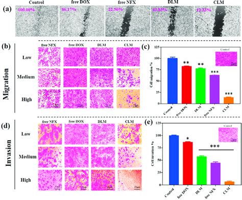 A Microscopy Images Of T Cells Wound Healing Migration Assay With A