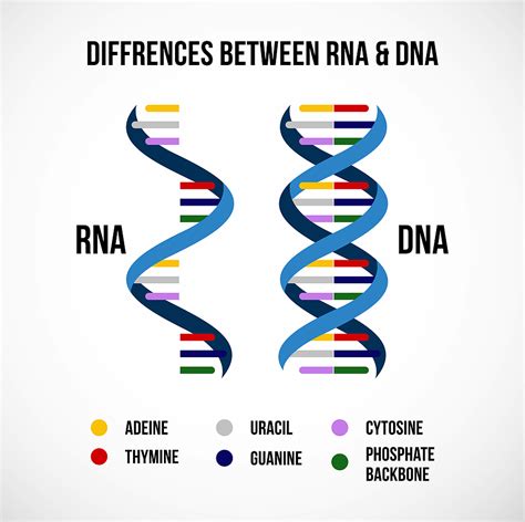 Dna Vs Rna Chart