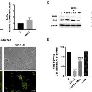 Cbd Induced Autophagy Cooperates With Apoptosis In Htr Svneo Cells A