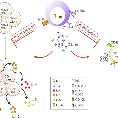 Treg Cellmediated Suppression Of The Adaptive Allergic Immune