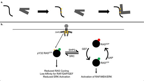 mechanism  shp activation  interaction  shp sh domains