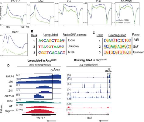 PARP 1 Domains Cooperate To Target PARP 1 To PARP 1 Regulated Metabolic