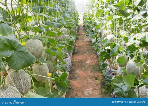 Melon Organic Produce From The Farm Stock Photo Image Of Shape