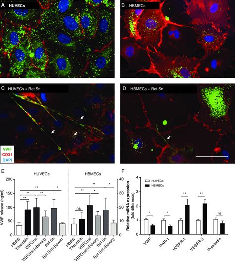 Brain Microvascular Endothelial Cells Show A Limited Release Of Vwf