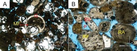 Photomicrographs of upper calcarenite with grainstone texture from ...