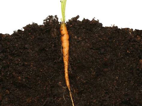 Is Carrot a Taproot or Fibrous Root? All You Need to Know