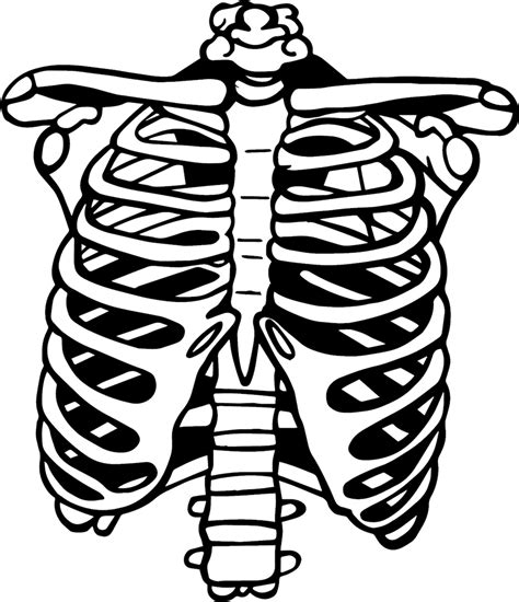 Rib Cage Svg Skeleton Rib Cage Svg Skeleton Svg Human Ribs Etsy Canada