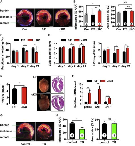 Spliced X Box Binding Protein 1 Couples The Unfolded Protein Response