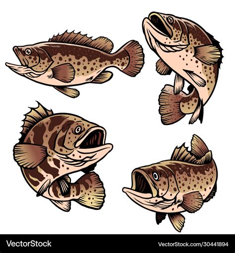 Grouper fish Royalty Free Vector Image - VectorStock