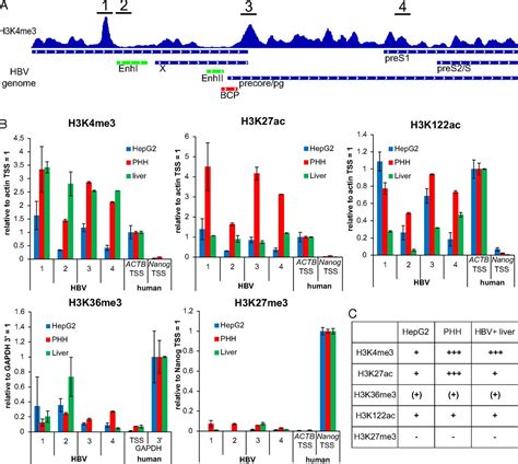 Mapping Of Histone Modifications In Episomal HBV CccDNA Uncovers An