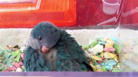 Baby Blue Quaker Parrot Trying To Sleep Youtube