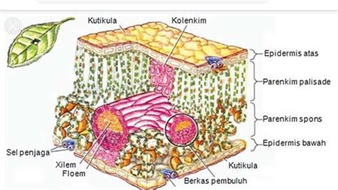 Struktur Dan Fungsi Jaringan Pada Tumbuhan