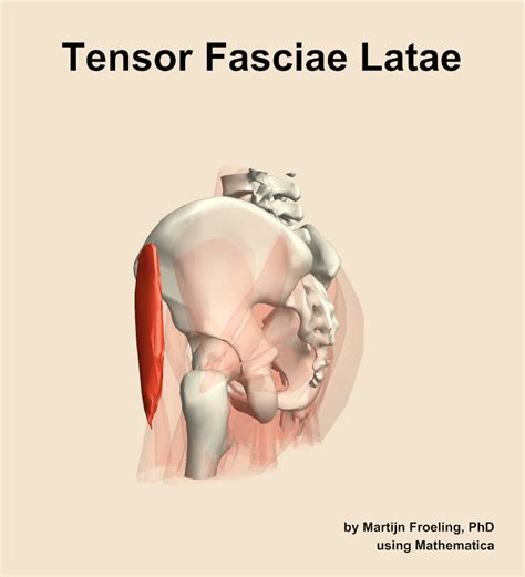 The Tensor Fasciae Latae Muscle Of The Hip