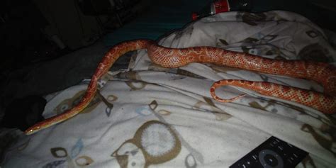 Corn snake diet, advice needed. | Herps and Reptiles Amino