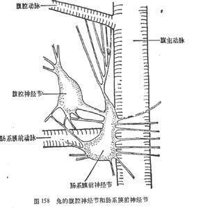 星状神经节图册 360百科