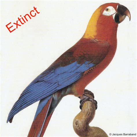 Ara – Encyclopedia of Parrots