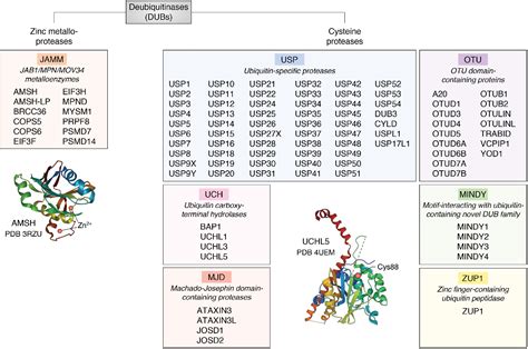 Mechanisms Orchestrating The Enzymatic Activity And Cellular Functions